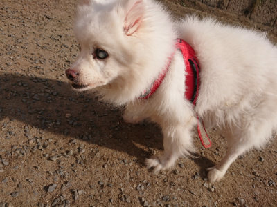 f:id:roukenhome-ann:20190512192922j:plain