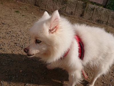 f:id:roukenhome-ann:20190512192942j:plain