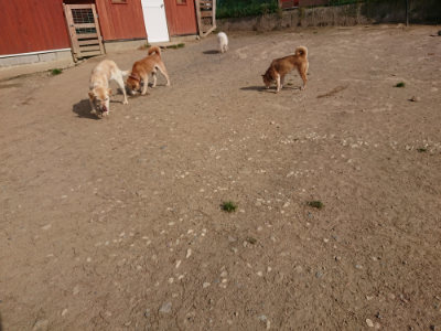 f:id:roukenhome-ann:20190512193547j:plain