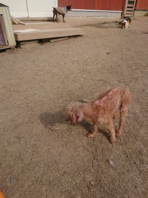 f:id:roukenhome-ann:20190512193700j:plain