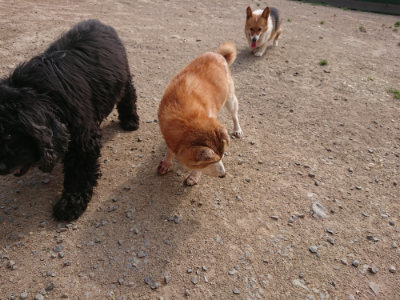 f:id:roukenhome-ann:20190512193723j:plain