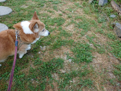 f:id:roukenhome-ann:20190513073915j:plain