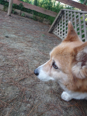 f:id:roukenhome-ann:20190513073923j:plain