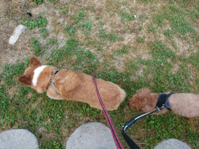 f:id:roukenhome-ann:20190513084600j:plain