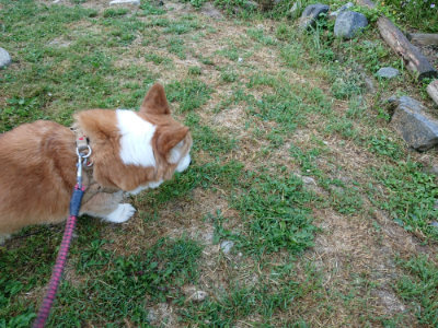 f:id:roukenhome-ann:20190513084621j:plain