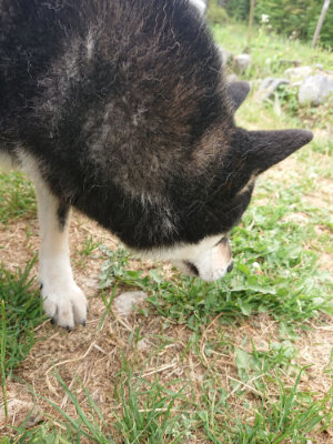 f:id:roukenhome-ann:20190514173752j:plain