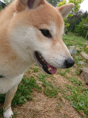 f:id:roukenhome-ann:20190514173753j:plain