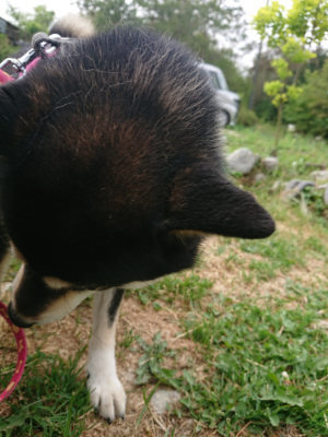 f:id:roukenhome-ann:20190514173804j:plain