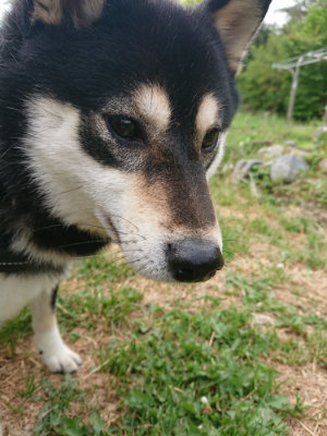 f:id:roukenhome-ann:20190514173814j:plain
