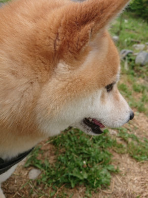 f:id:roukenhome-ann:20190514173829j:plain
