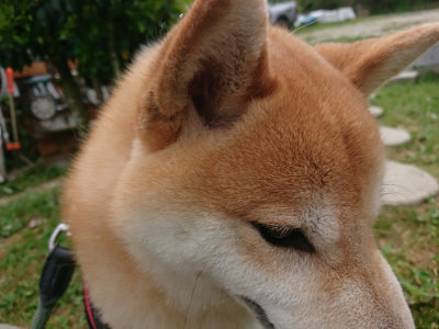 f:id:roukenhome-ann:20190514173836j:plain
