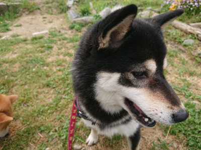 f:id:roukenhome-ann:20190514173837j:plain