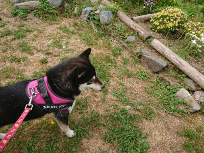f:id:roukenhome-ann:20190514173838j:plain