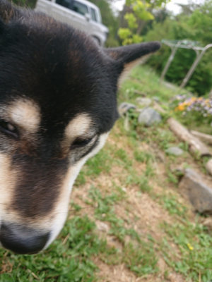 f:id:roukenhome-ann:20190514173839j:plain