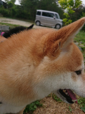f:id:roukenhome-ann:20190514173842j:plain