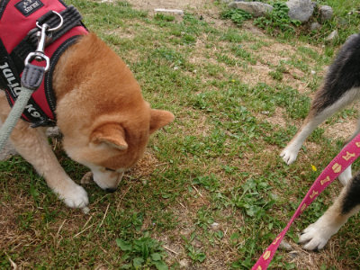 f:id:roukenhome-ann:20190514173843j:plain