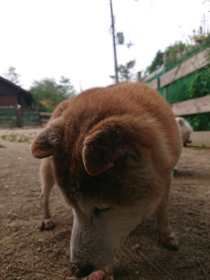 f:id:roukenhome-ann:20190514175635j:plain