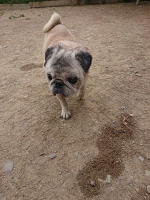 f:id:roukenhome-ann:20190514180003j:plain