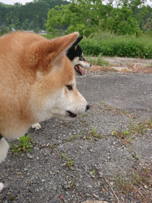 f:id:roukenhome-ann:20190514180019j:plain