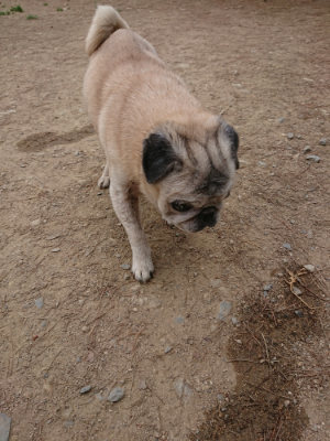 f:id:roukenhome-ann:20190514180053j:plain
