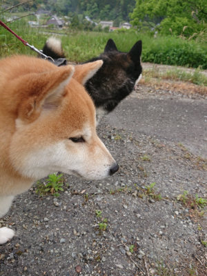 f:id:roukenhome-ann:20190514180145j:plain