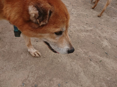 f:id:roukenhome-ann:20190514180238j:plain