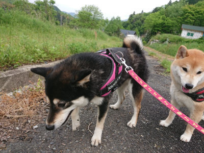 f:id:roukenhome-ann:20190514180334j:plain
