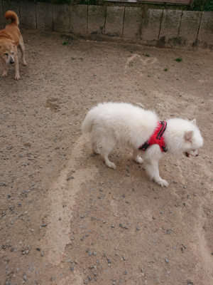 f:id:roukenhome-ann:20190514181618j:plain