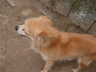 f:id:roukenhome-ann:20190514181720j:plain