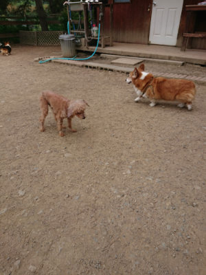 f:id:roukenhome-ann:20190514181741j:plain