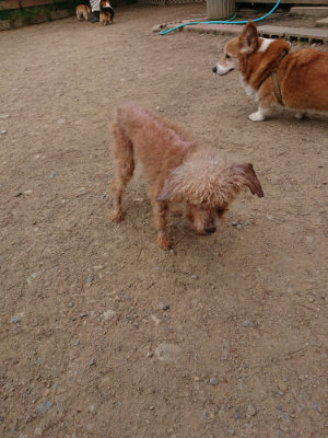 f:id:roukenhome-ann:20190514181822j:plain