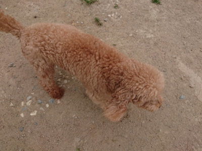f:id:roukenhome-ann:20190514181945j:plain