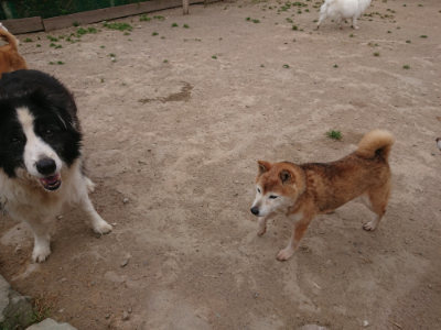 f:id:roukenhome-ann:20190514182557j:plain