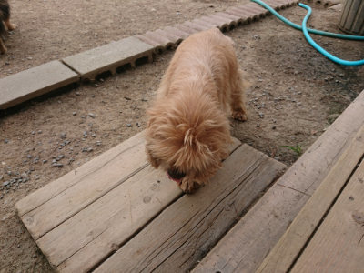 f:id:roukenhome-ann:20190514183026j:plain