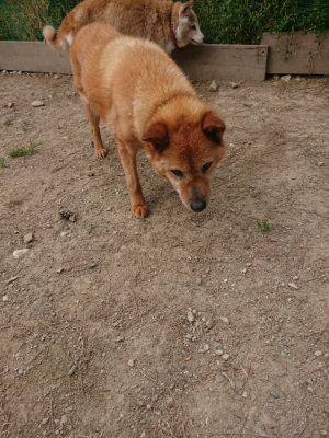 f:id:roukenhome-ann:20190514184622j:plain