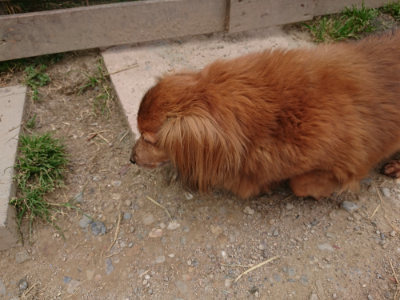 f:id:roukenhome-ann:20190514184918j:plain