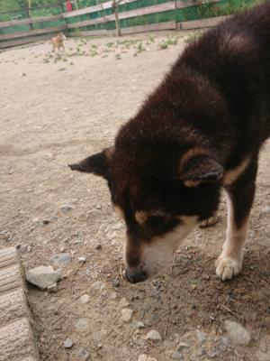 f:id:roukenhome-ann:20190514185111j:plain