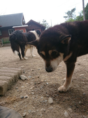 f:id:roukenhome-ann:20190514185123j:plain