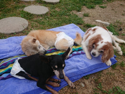 f:id:roukenhome-ann:20190514203234j:plain