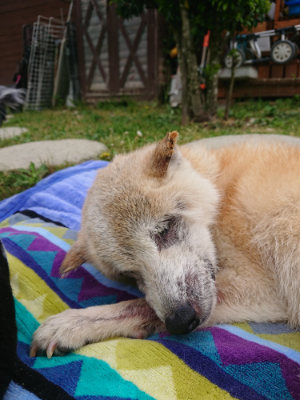 f:id:roukenhome-ann:20190514203313j:plain