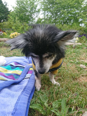 f:id:roukenhome-ann:20190514203429j:plain