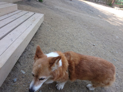 f:id:roukenhome-ann:20190515074742j:plain
