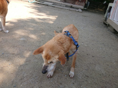 f:id:roukenhome-ann:20190515074758j:plain