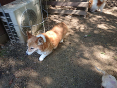 f:id:roukenhome-ann:20190515075007j:plain
