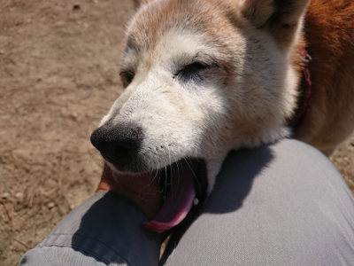 f:id:roukenhome-ann:20190515075038j:plain