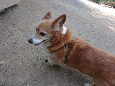 f:id:roukenhome-ann:20190515075133j:plain
