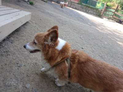 f:id:roukenhome-ann:20190515075159j:plain