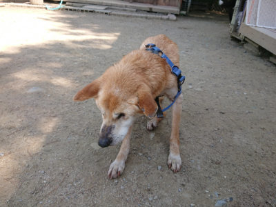 f:id:roukenhome-ann:20190515075223j:plain