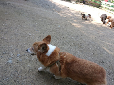 f:id:roukenhome-ann:20190515075503j:plain