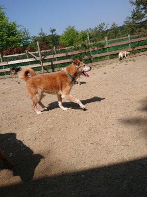 f:id:roukenhome-ann:20190515075530j:plain